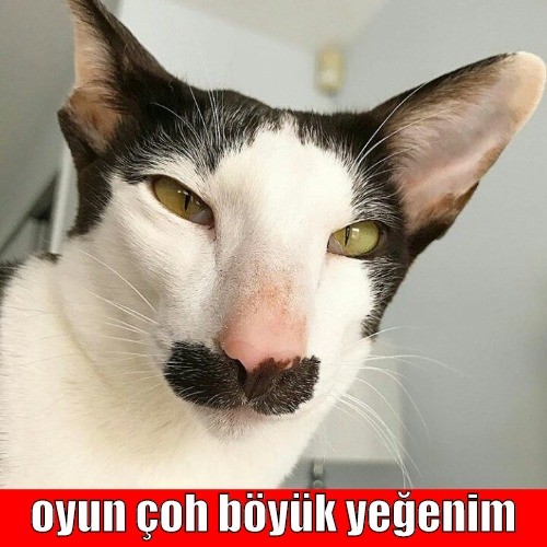 ylveagle tweet media