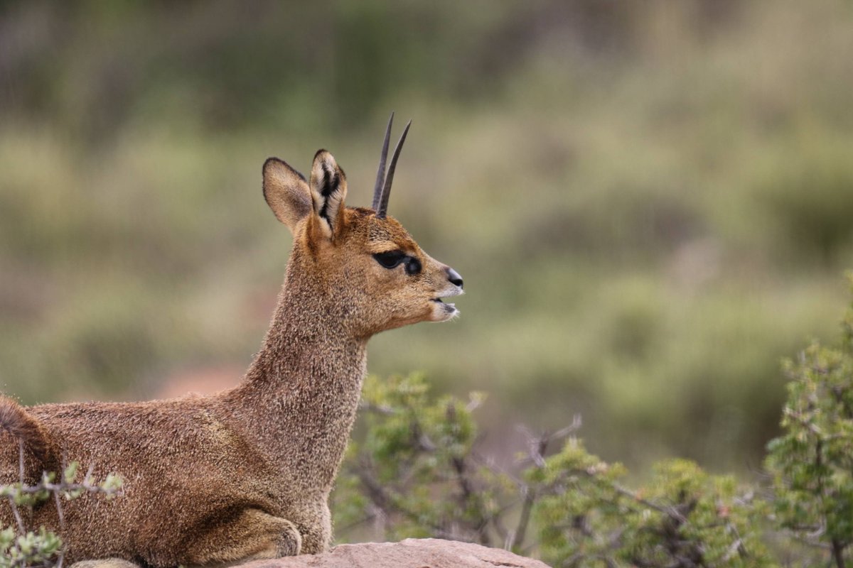 SANParks Karoo tweet media