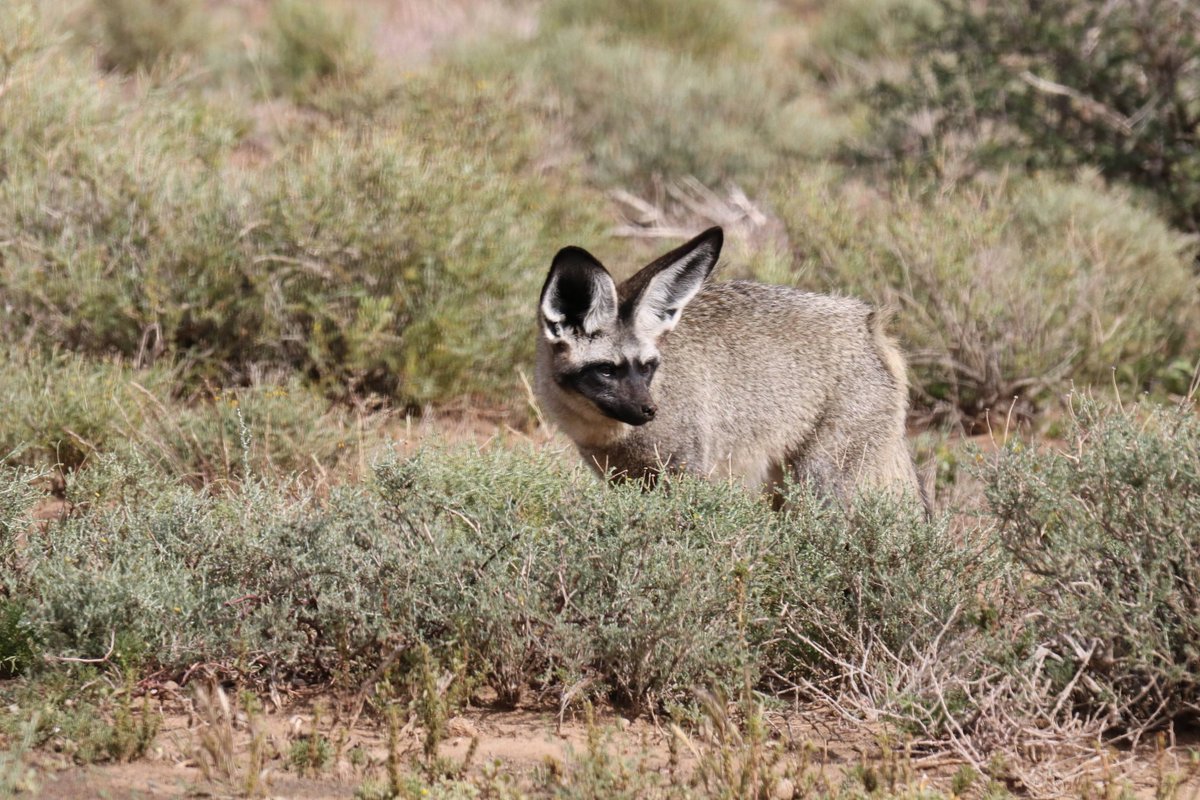SANParks Karoo tweet media