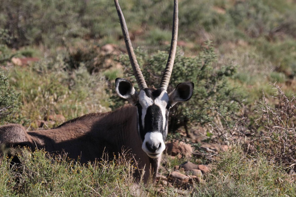 SANParks Karoo tweet media