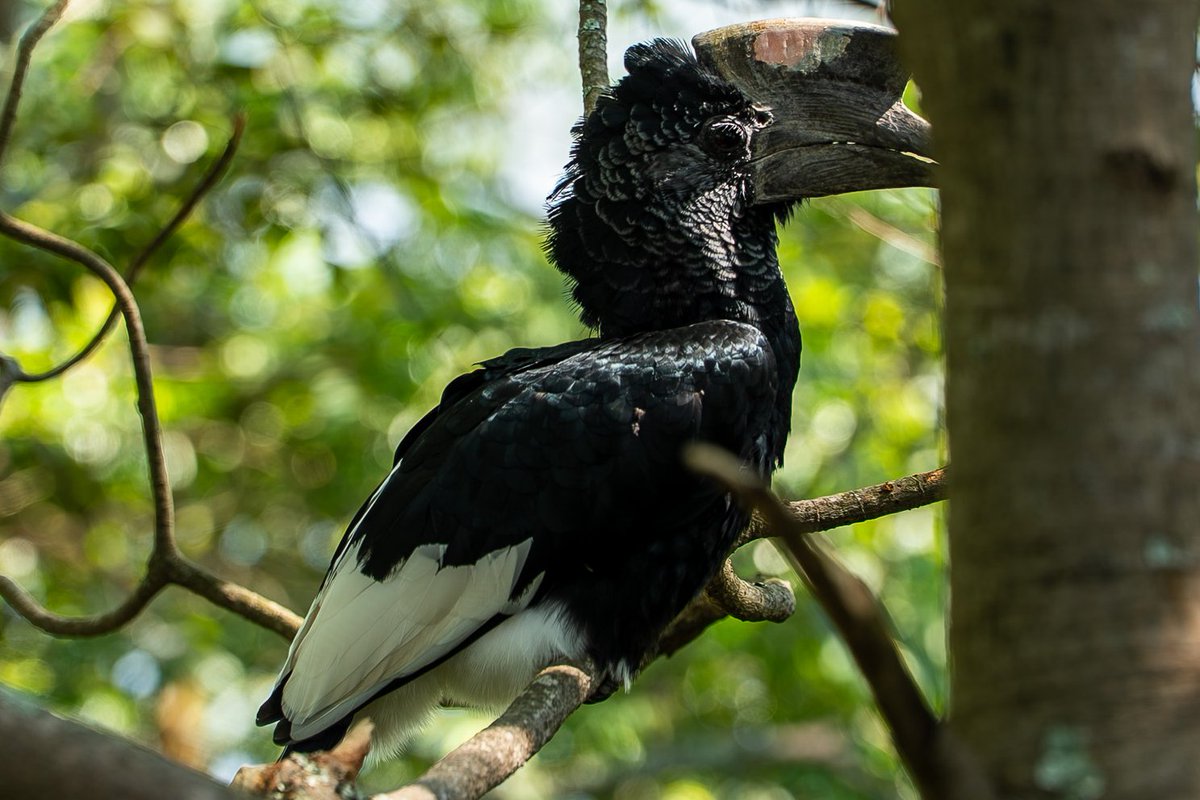 dwainkuria's tweet image. 🐦‍⬛ This is Billy the HornBill ... I shot this from 200 m with #sonya7IV #Tamron 
#photography 
#Africa #Tanzania 🇹🇿