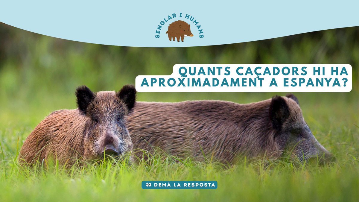 Zoo del Pirineu tweet media