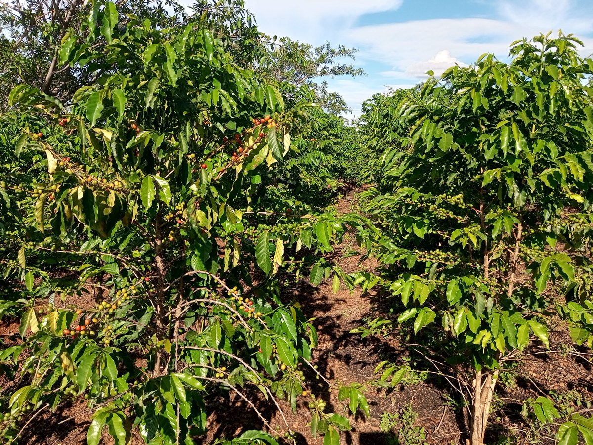 Emmaokethwen's tweet photo. Beautiful Monday @ JEO Hiltop Farm.
#coffee Arabica 
#Attack the week. https://t.co/5iHUhsDpvU