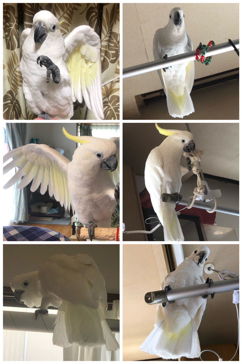 animal_rescue03's tweet photo. しとらちゃん、今も家に帰りたがっています…

2021年11月11日、横浜市瀬谷区でアルキーバタンのしとらちゃんが迷子になりました。
白色で冠羽は黄色、足輪をしています。

見かけたらそっと連絡ください。
小さな情報でも希望になります。

DM or @tottoko4106までお願いします🙏

#迷い鳥 #オカメインコ #横浜市 #神奈川迷子鳥 #拡散希望