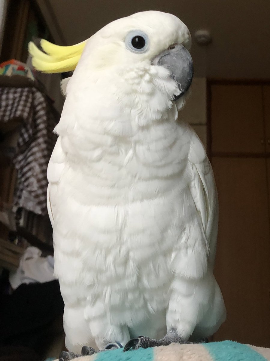 animal_rescue03's tweet photo. しとらちゃん、今も家に帰りたがっています…

2021年11月11日、横浜市瀬谷区でアルキーバタンのしとらちゃんが迷子になりました。
白色で冠羽は黄色、足輪をしています。

見かけたらそっと連絡ください。
小さな情報でも希望になります。

DM or @tottoko4106までお願いします🙏

#迷い鳥 #オカメインコ #横浜市 #神奈川迷子鳥 #拡散希望