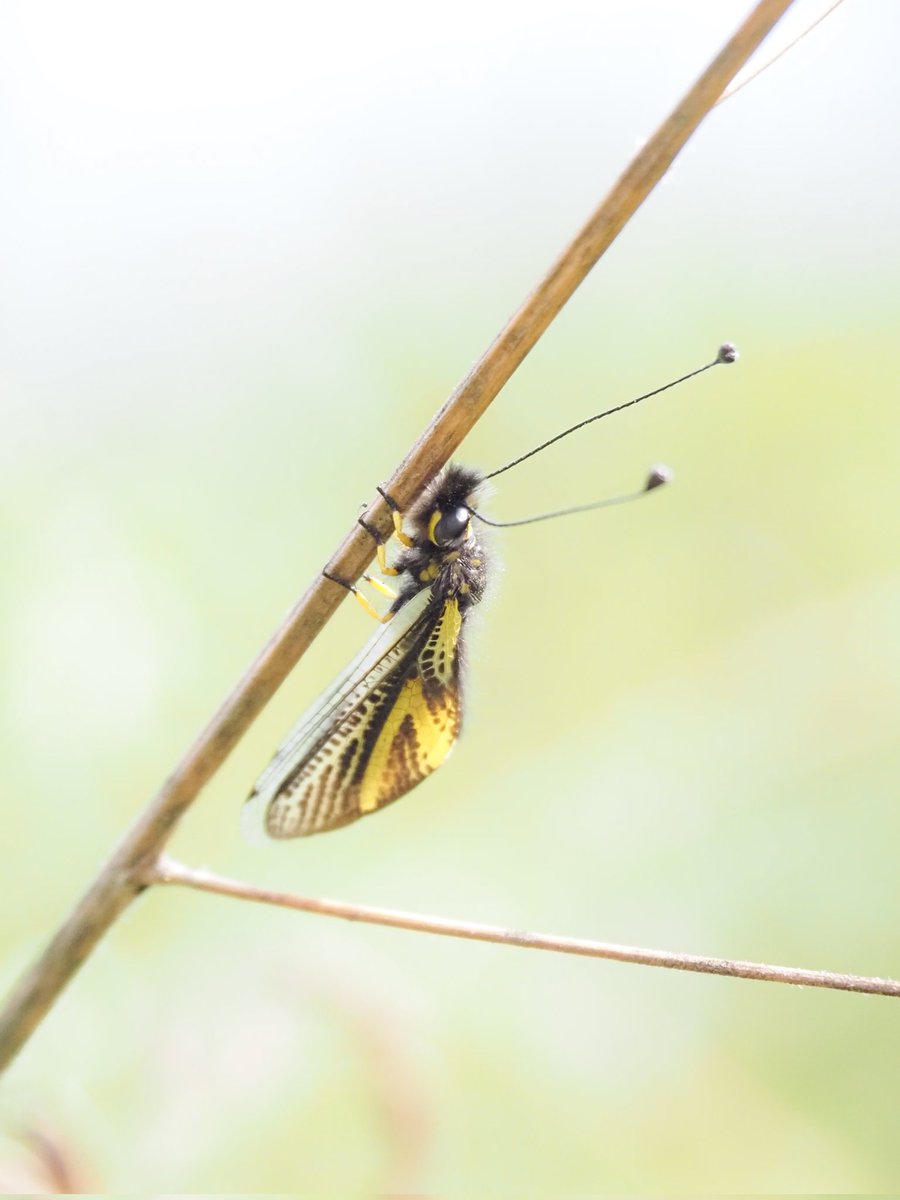 虫ちゃん Good evening, let's talk about insects. - YouTube
