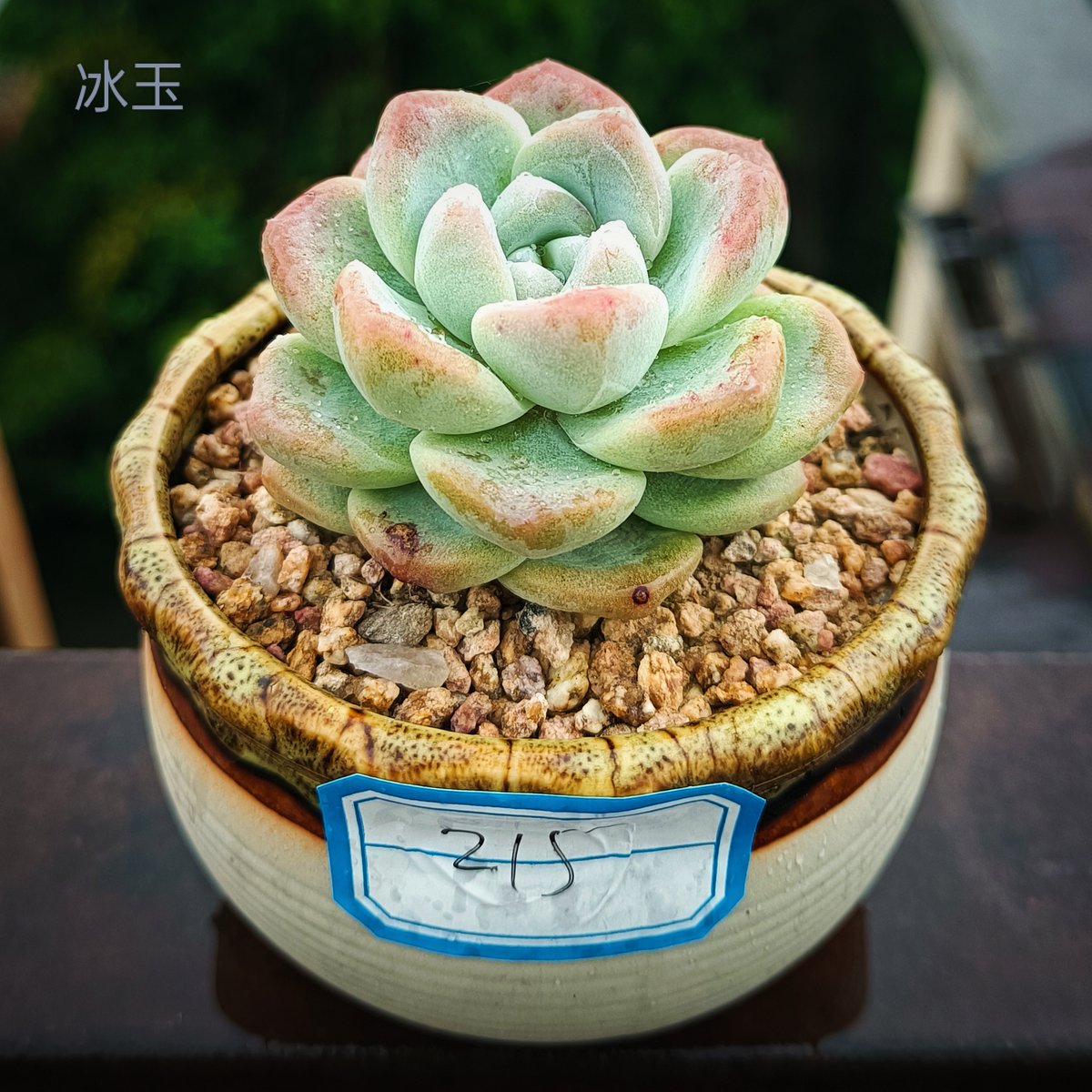 Bapstluc's tweet image. "Turn an old glass jar into a cute plant pot! Clean → add soil → plant succulents → decorate with pebbles. Easy, zero-waste, and charming  #UpcycleHacks #EcoFriendly"