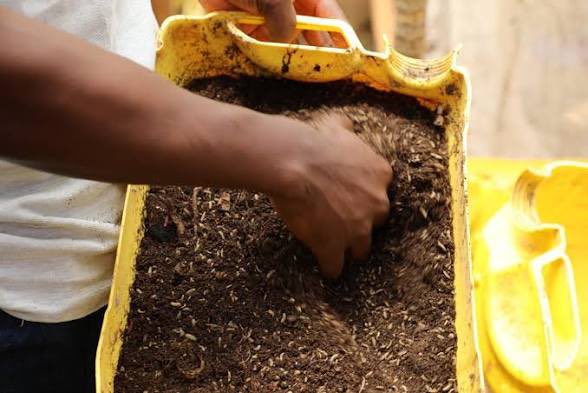 mrben_eth's tweet photo. How much will you REALLY make from 1 Ton of Black Soldier Fly Larvae in Nigeria? 🪰

This time we will be making some adjustments

👉 Target: 1 ton fresh larvae per cycle
👉 System: Intensive enclosed shed (no rain dependency)
👉 Cycle: 28 days
👉 Feed: Organic waste + starter feed

And oh boy do I have a surprise for you on this one

Most people think BSF is cheap magic

But the waste-to-value math is brutal if you do it properly

You know the first rule

Land cost is not included

Second rule

If you want consistency, you need structure

Labour

👉 3 staff + 1 supervisor = 200,000/month
👉 1 cycle = 200,000

Colony Setup

👉 1 kg starter eggs: 25,000
👉 Colony maintenance: 15,000

👉 Total Seed Cost: 40,000

Feed/Inputs

👉 3,000 kg waste @ 10/kg = 30,000
👉 Starter feed (500 kg): 75,000

👉 Total Feed Cost: 105,000

TOTAL INVESTMENT

👉 345,000 Naira

Yield

👉 900 kg fresh larvae (10% loss)

Revenue

👉 Price: 350/kg

👉 Total Revenue: 315,000 Naira

FINAL NUMBERS

Investment: 345,000
Revenue: 315,000

👉 Profit: -30,000
👉 ROI: -8.7% in 28 days

Reality Check

BSF is a volume business. Small scale loses money.

👉 Waste quality affects output and price
👉 Fresh larvae must be sold within 48 hours or processed

Worst Case

👉 Waste cost rises to 30/kg
👉 Yield drops to 700 kg

👉 Revenue: 245,000
👉 Loss: -85,000

Biggest lie

“It turns trash into free money”

Reality

👉 Logistics and labour eat margins
👉 You need drying or scale to win

MY VERDICT

At 1 ton, you lose money.

Real profit starts at scale (5+ tons per cycle).

So if you have 345,000 Naira today

Are you putting it into BSF farming?