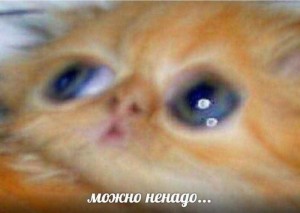 CD PROJEKT RED RU tweet media
