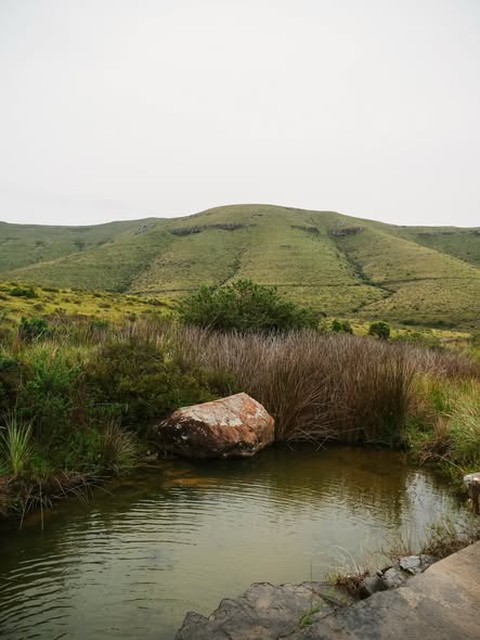 SANParks Mountain Zebra tweet media