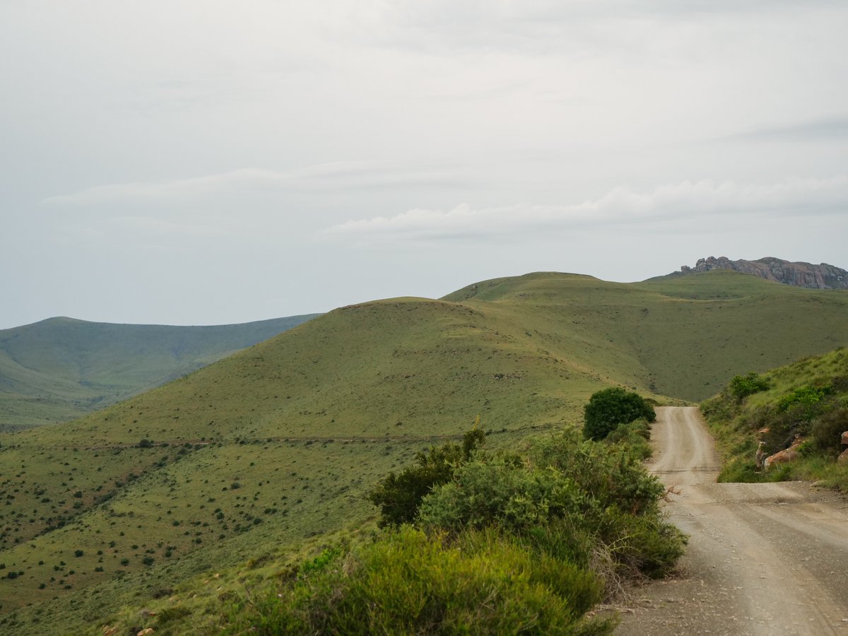 SANParks Mountain Zebra tweet media