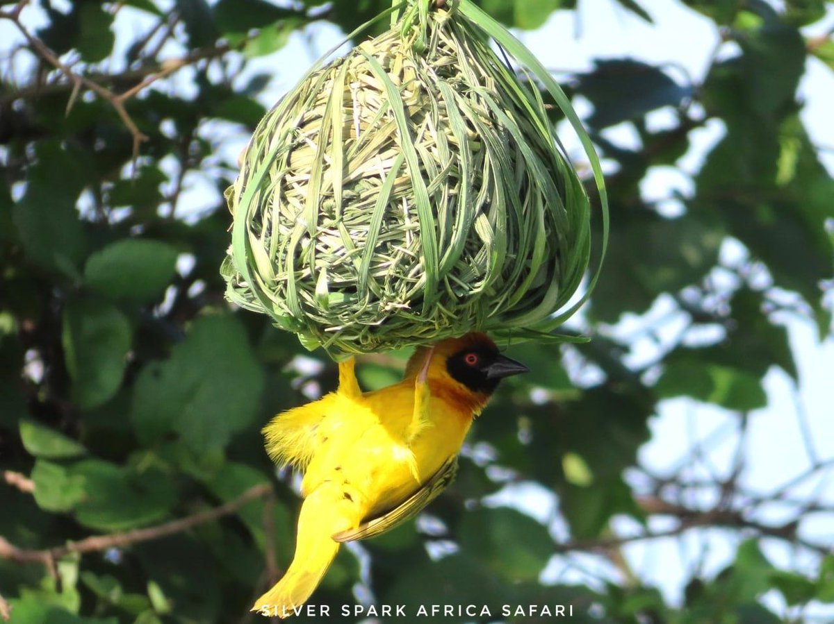 SSA_Limited's tweet photo. Experience the very best of Kenya’s wildlife on this unforgettable 3-day safari to Lake Nakuru National Park and the world-renowned Maasai Mara National Reserve.

#wildlife #Birding #SilverSparkAfrica #Magicalmoments #Travel #Vaccation 
https://t.co/JfY5DD2rAd https://t.co/pwDvVQN6BT