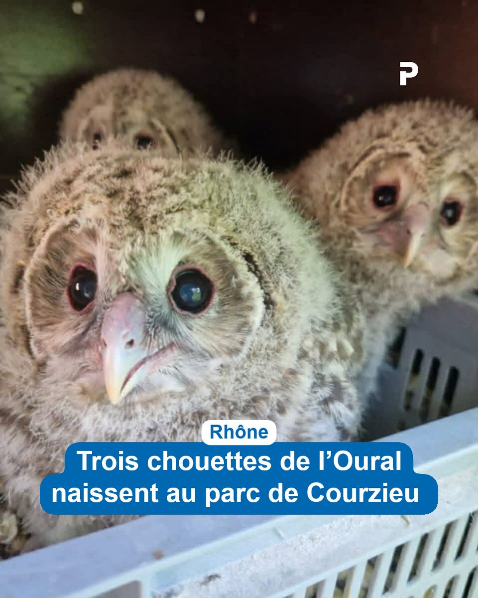 🦉🦉🦉 « On pense qu’ils sont nés il y a environ 1 mois »  : fait rare, trois chouettes de l’Oural sont nées au parc de #Courzieu

➡️ l.leprogres.fr/FkX
#Lyon