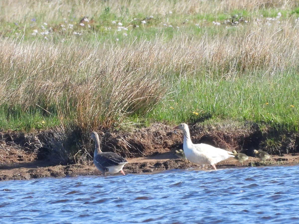 willowarbles's tweet photo. Leucistic greylag with goslings RSPB Loch Lomond https://t.co/Ub8QukN9jz