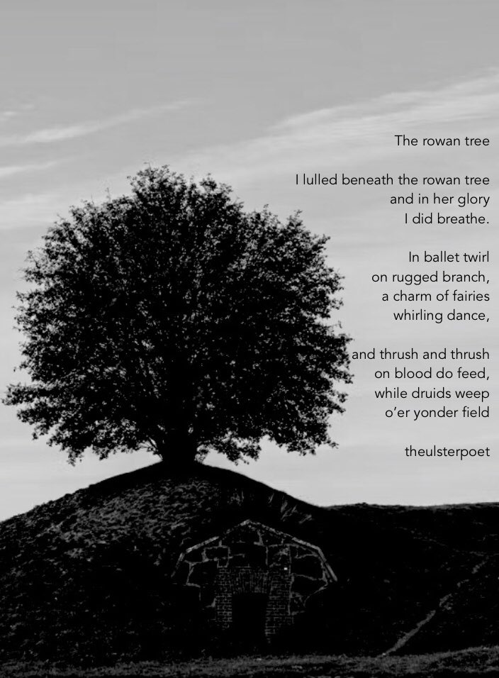 Ulsterpoet's tweet image. The rowan tree is one of the most mystical of entities… a stalwart of the ancient druid world, a defender against demonic forces, the saviour of Thor and generally an all round goodie of nature… have some more of them 😀

#nature #trees #poetry