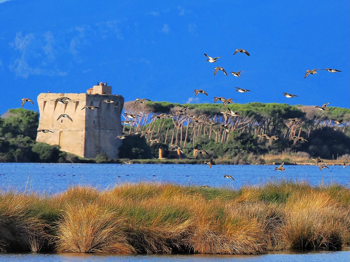 WWFitalia's tweet image. In Italia è già sparito il 75% delle zone umide. Con la Primavera delle #Oasi, il #WWF riapre al pubblico paludi, lagune, stagni protetti: ecosistemi vitali per #biodiversità, #clima e sicurezza dei territori
👇👇
bit.ly/4tNyDe6