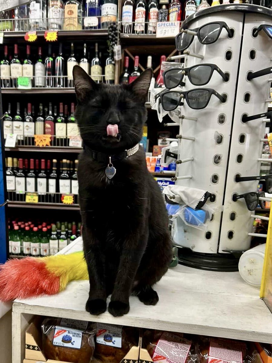 Bodega Cats tweet media