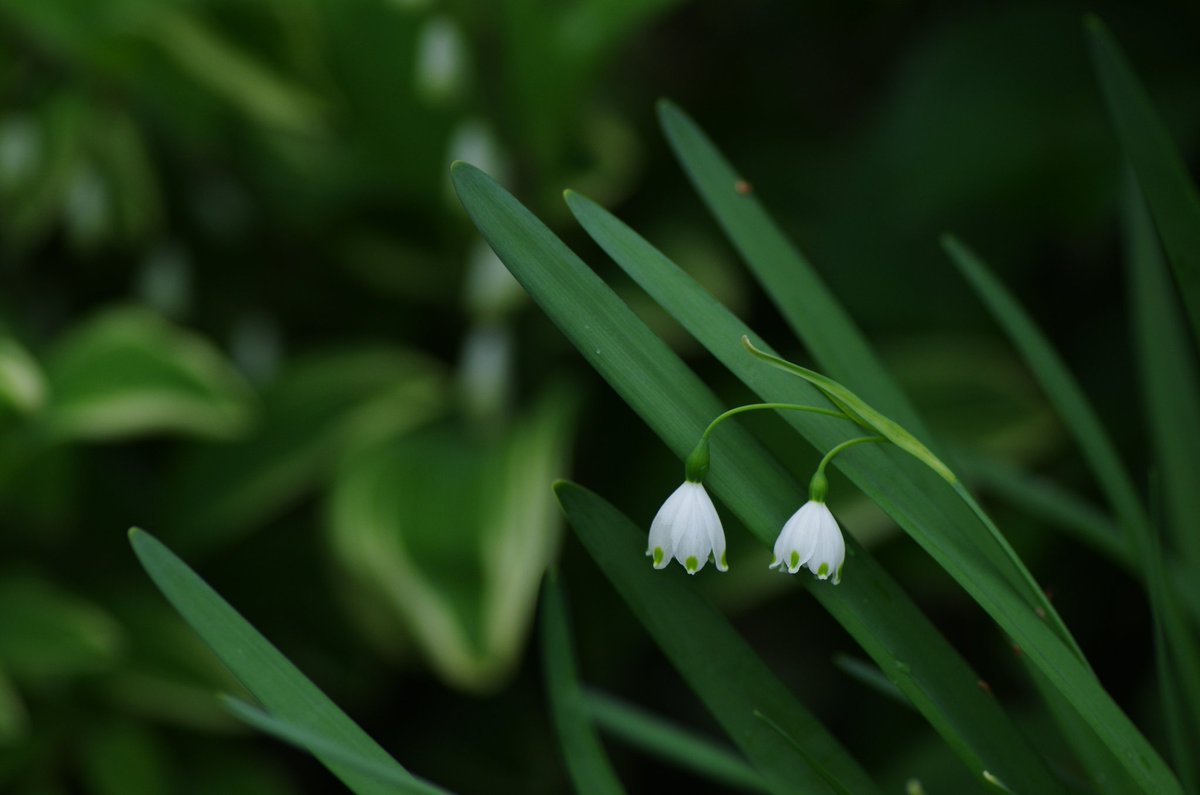 sakuramotix2's tweet image. 華々しく

 #PENTAX
 #TAMRON
 #タムキュー