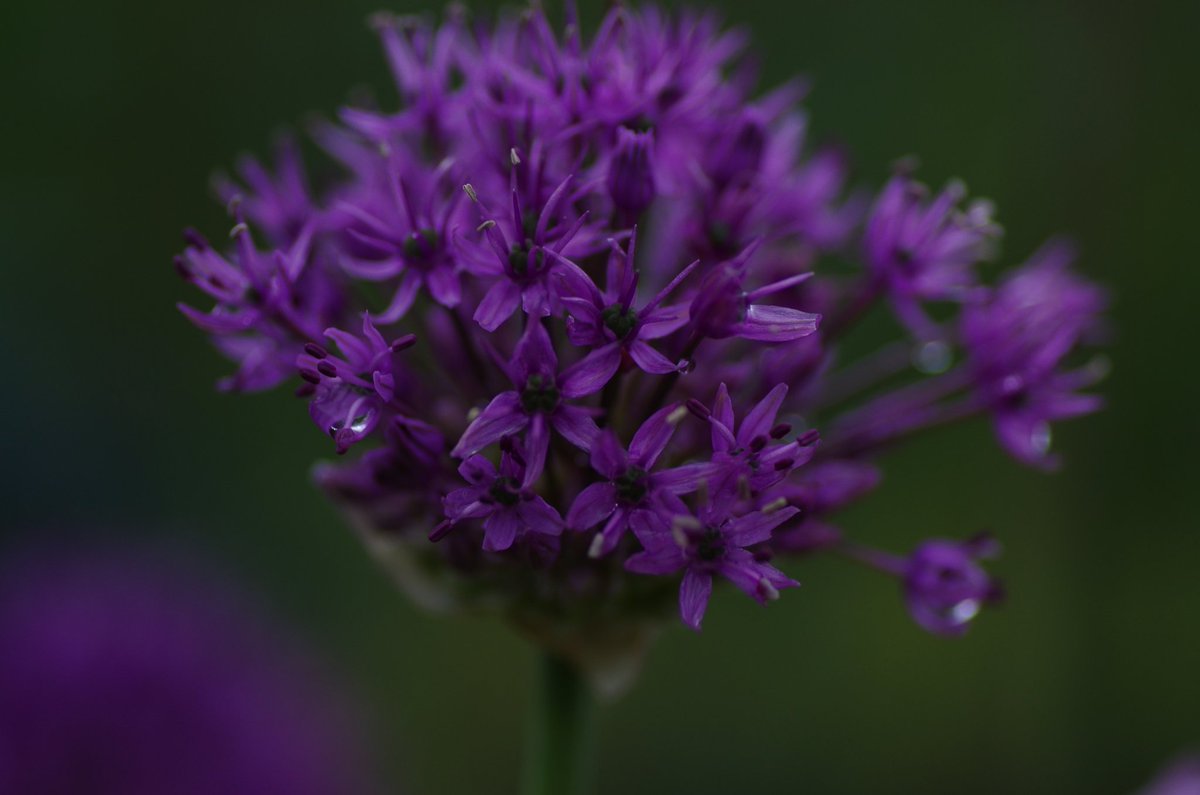 sakuramotix2's tweet image. 華々しく

 #PENTAX
 #TAMRON
 #タムキュー