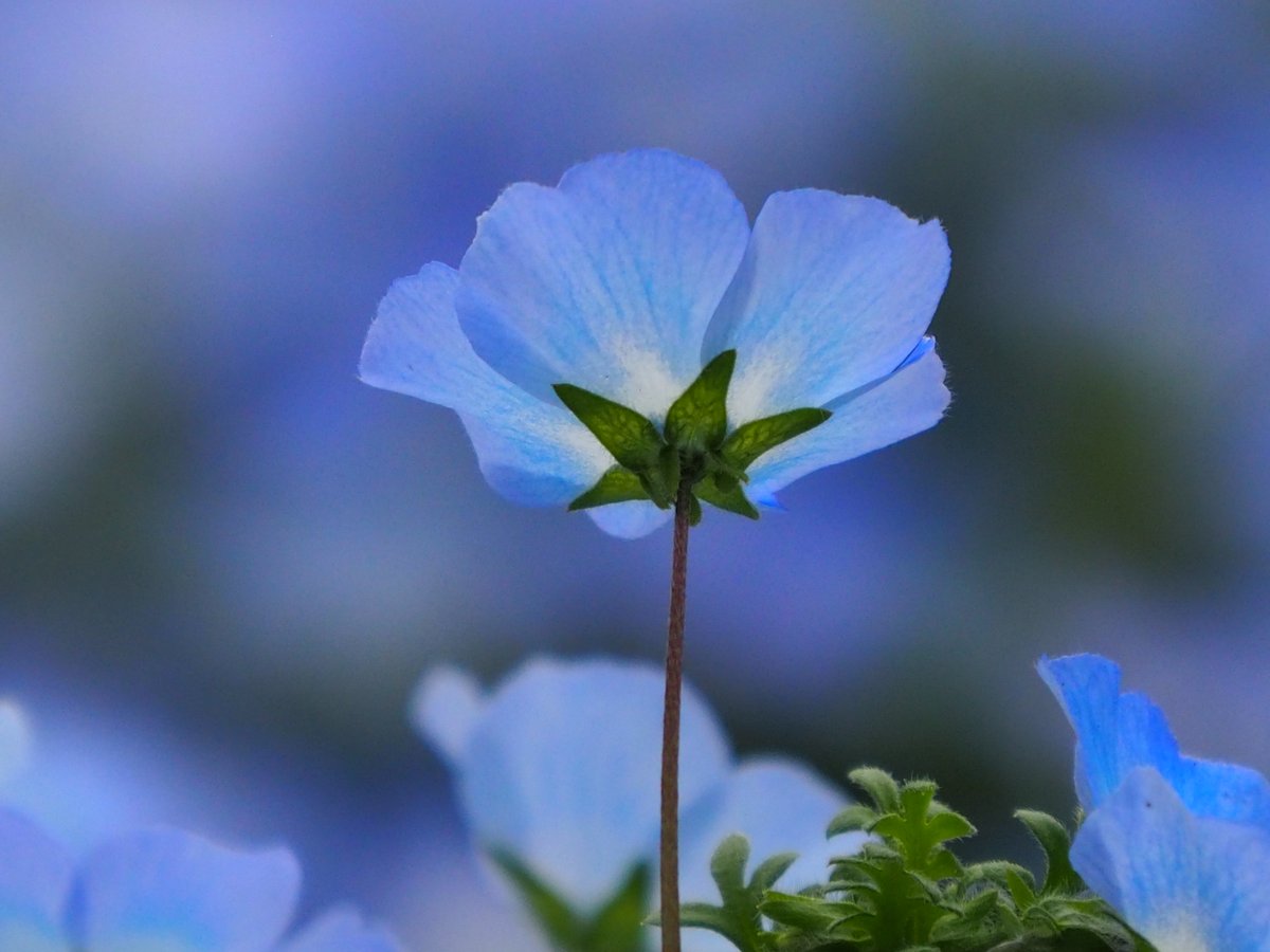 ponchikun100's tweet image. ふんわり⑦
#長居植物園 #ネモフィラ　20260429