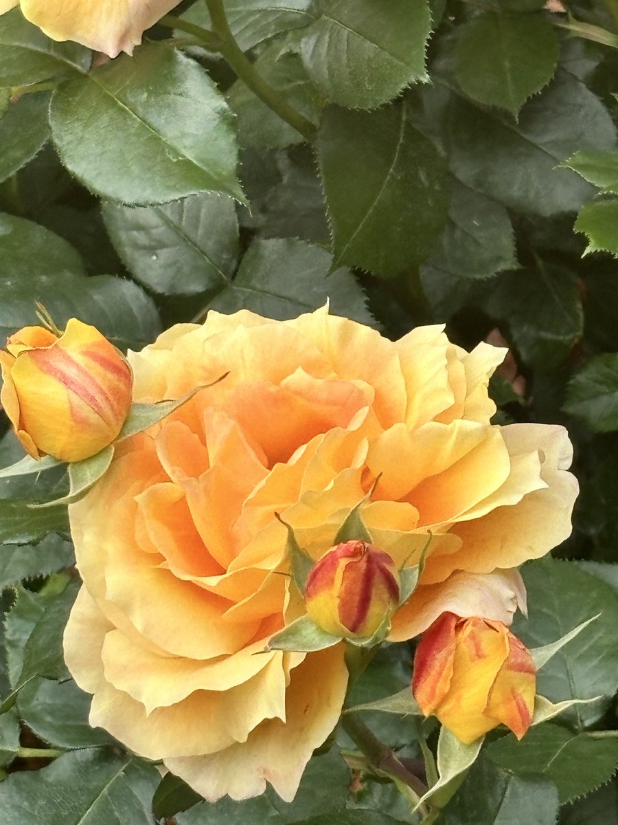ayacem5's tweet photo. 昨日はぐずぐず着付だったので今日は頑張った👘で旧古河庭園の薔薇を。先日キモノ葉月大塚さんでお迎えした単衣。そうそう昨日は絽もお迎えしたのです。暑い季節がやってくる〜 https://t.co/Ak05OFF4cP