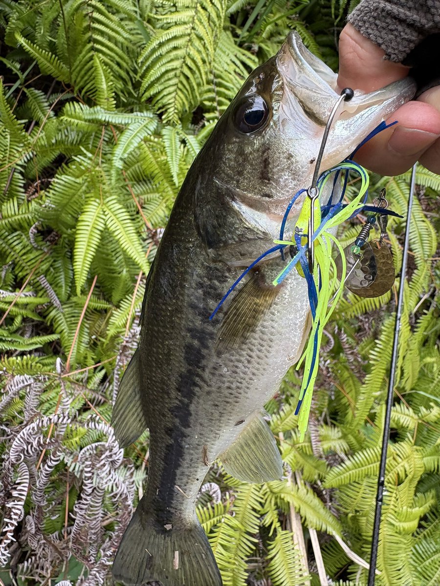 UーSAN🎣デカハネＧＰ２０２６ tweet media