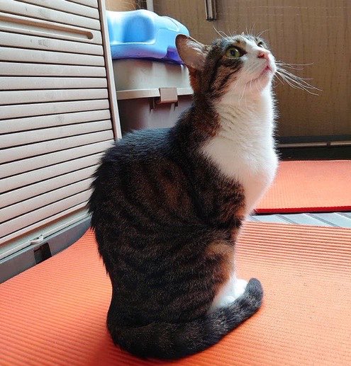 ちょっと何を言ってるかわからないと思うんだけど… 猫って歳をとる