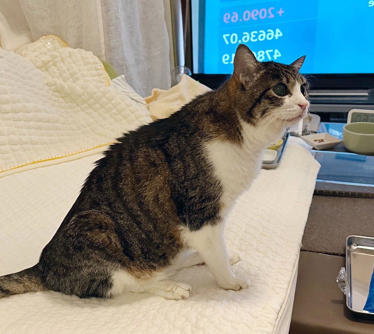 猫千代　0729 ちょっと何を言ってるかわからないと思うんだけど… 猫って歳をとる