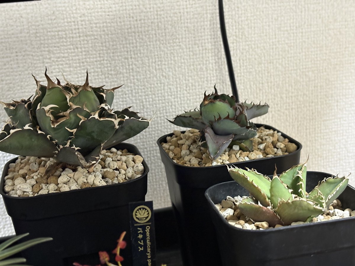 じょーの日常。 tweet media