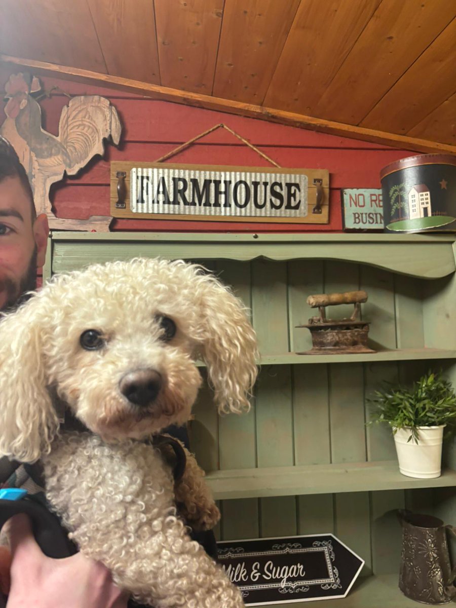 John Mcc 🙋➕️🐶 Buddy. 💚☘️ tweet media