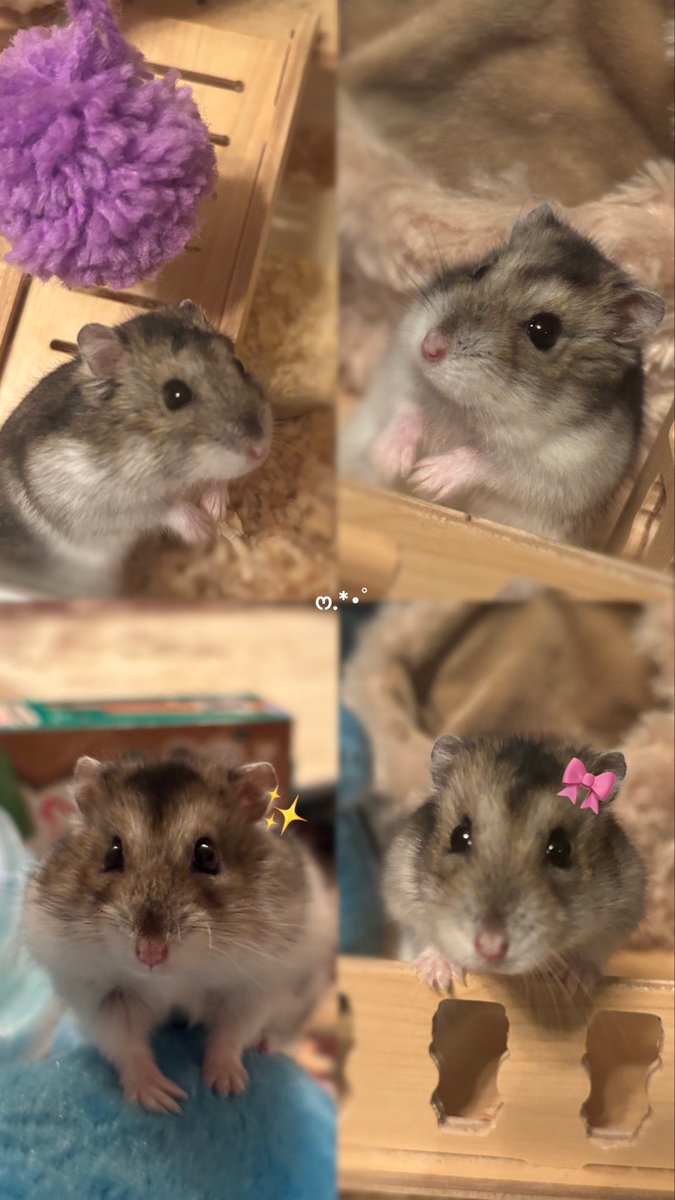 さっつ💫🎀🪽 tweet media
