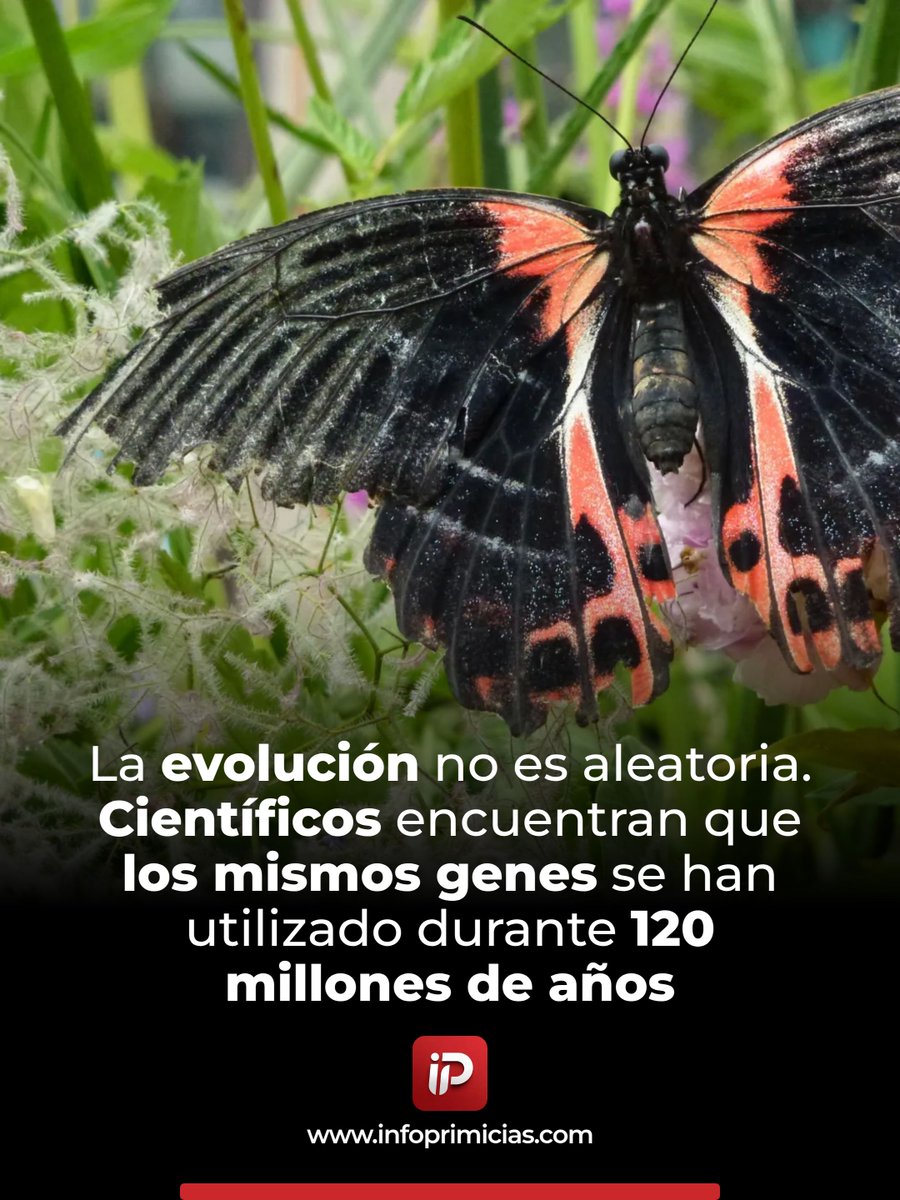infoprimiciasec's tweet image. La evolución no es azar: mariposas y polillas usan los mismos genes ivory y optix para colores de advertencia durante 120 millones de años. ¿Puede ser previsible? #Ciencia #Genética Revise los detalles 👉 facebook.com/12212194969523…