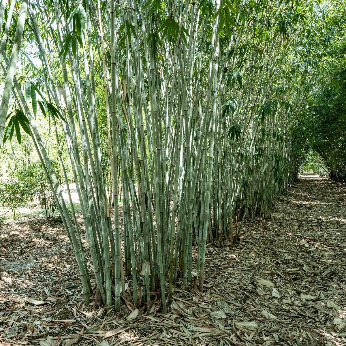 newshootsbamboo's tweet image. The clean, green privacy screen... so pretty looks like art!
Give us a Call here at @newshootsbamboo (772-221-7227) for all your Bamboo Plant Needs! ⁣
⁣Take a look at our website at: newshootsbamboo.com to shop all our Bamboo Plants!
#landscapedesign
#southflorida
#bamboo
