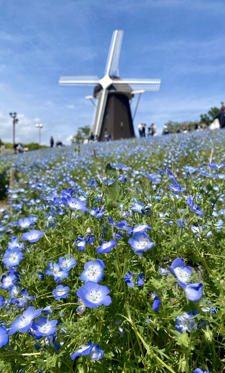 LOVE20070129's tweet image. 🌷花博記念公園 鶴見緑地⑤🌷

　🪻風車の丘大花壇🪻
　　　ネモフィラ
　毎年、鶴見緑地のネモフィラをみるのが楽しみにしていたので、来て良かったです🥰❤️
　鶴見新山からの景色が、素晴らしいです😍💖
tsurumi-ryokuchi.jp/flower.html
#花博記念公園鶴見緑地
#ネモフィラ