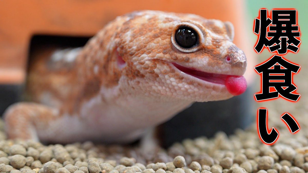 【YouTube更新🖖】
うちのヤモリ、餌食べすぎ！【ニシアフリカトカゲモドキ】