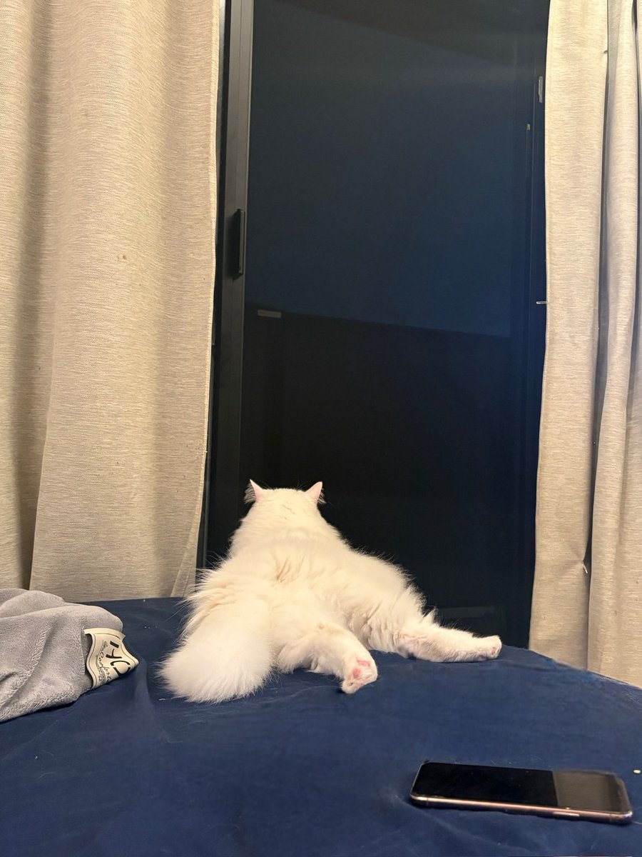 猫と在宅ちゃん tweet media