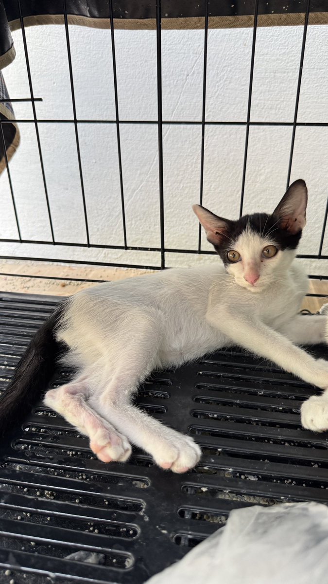 JohnJud | CUVET Animal Welfare Club tweet media