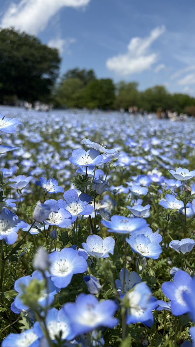 1204_tida's tweet image. 綺麗なネモフィラ見れた💙✨

 #ネモフィラ  #自然