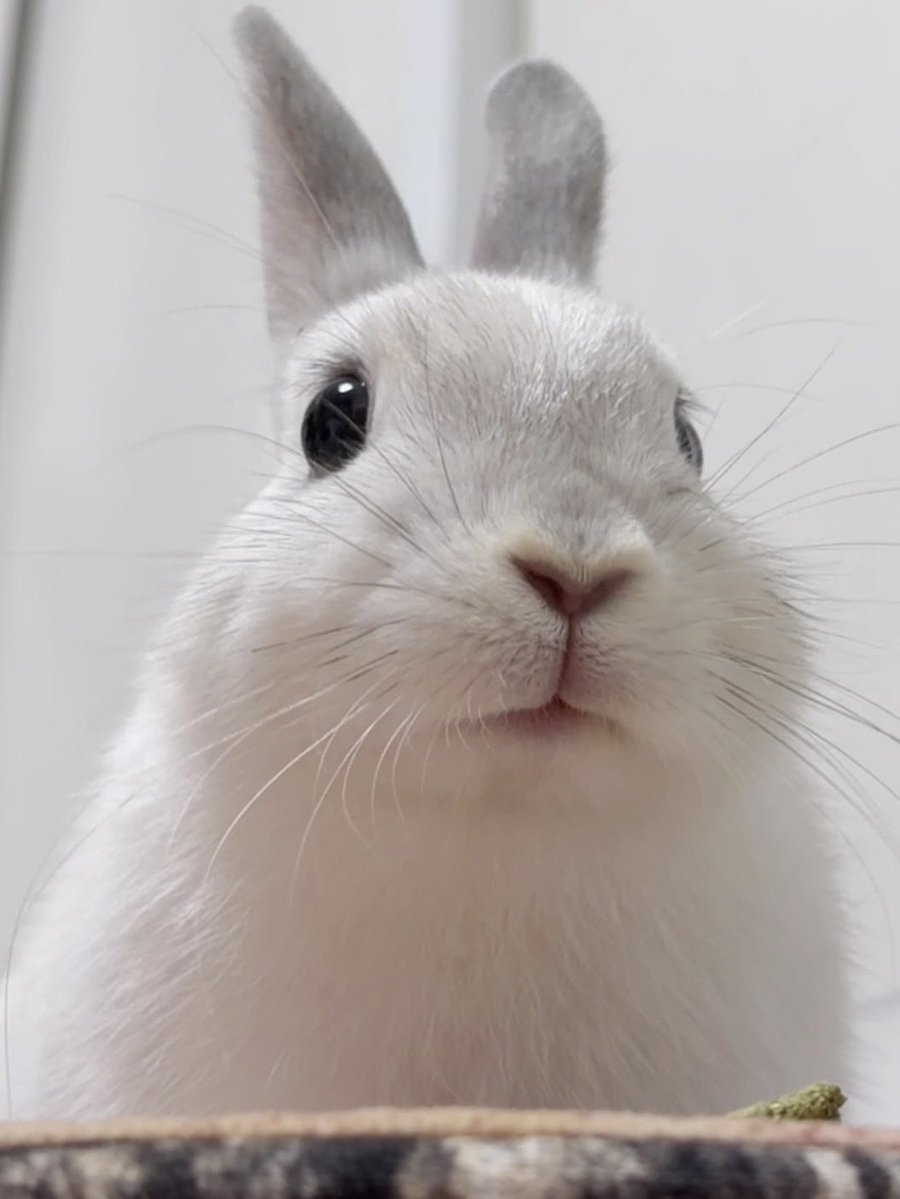 こうきまき（うさぎのもち🐰） tweet media