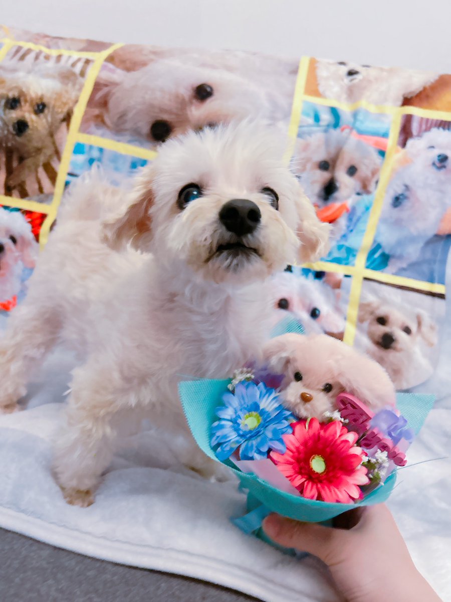 misumaron's tweet photo. ぽぽたん♥
お空から『15歳♥おめでとう』
　のお花*｡ﾟꕤ*｡ﾟ
ありあとでち♥
ぽぽたんが
　産まれかわってきても
見つけられるように
ママさんも僕も
元気ですごしていくでち♥ https://t.co/RUQ6BSdZsg