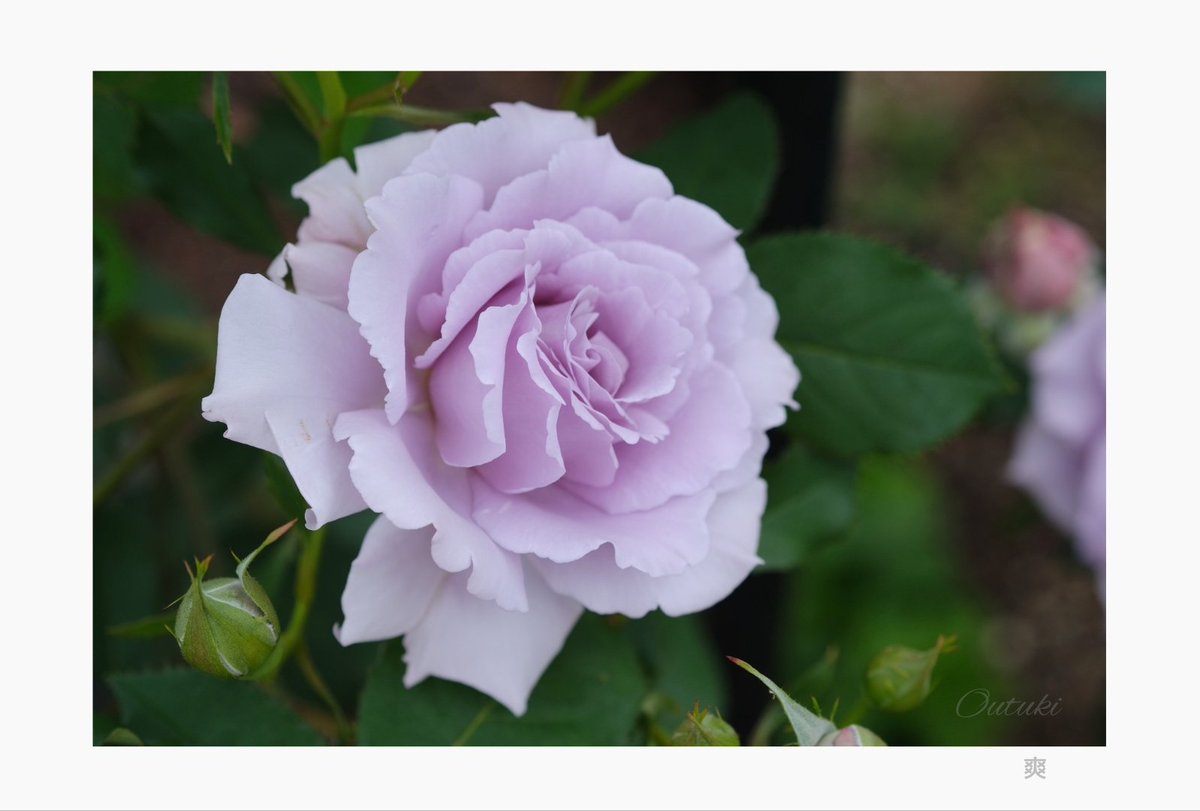 桜月 tweet media