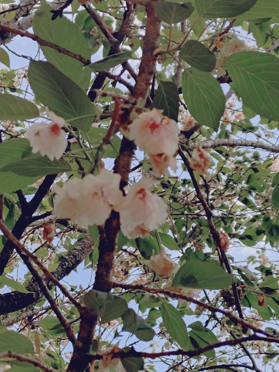 佐倉✿桜〜Botanical*Amulet*Works〜 tweet media