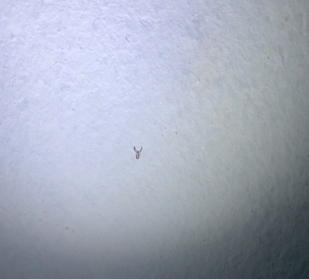 Big_Od04's tweet image. Look what I found on my wall at night… 😱 At first I thought it was a SCORPION! Turns out it’s a pseudoscorpion — tiny, ancient (380 million years old!) and actually BENEFICIAL to have at home. Still scary looking though! 😄🦂 #funfact #nature #pseudoscorpion”