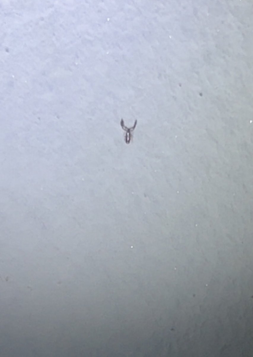 Big_Od04's tweet image. Look what I found on my wall at night… 😱 At first I thought it was a SCORPION! Turns out it’s a pseudoscorpion — tiny, ancient (380 million years old!) and actually BENEFICIAL to have at home. Still scary looking though! 😄🦂 #funfact #nature #pseudoscorpion”