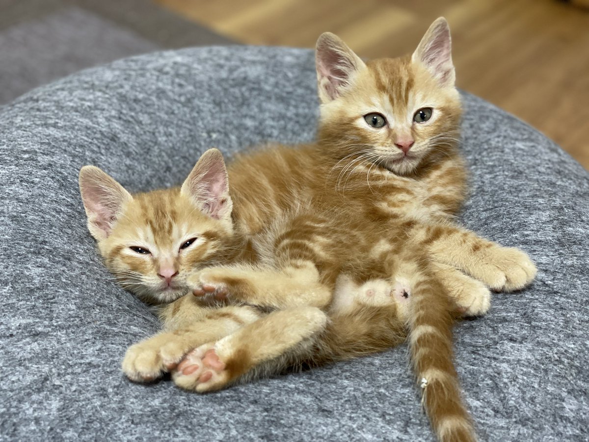 猫カフェmfmf/横浜駅 tweet media