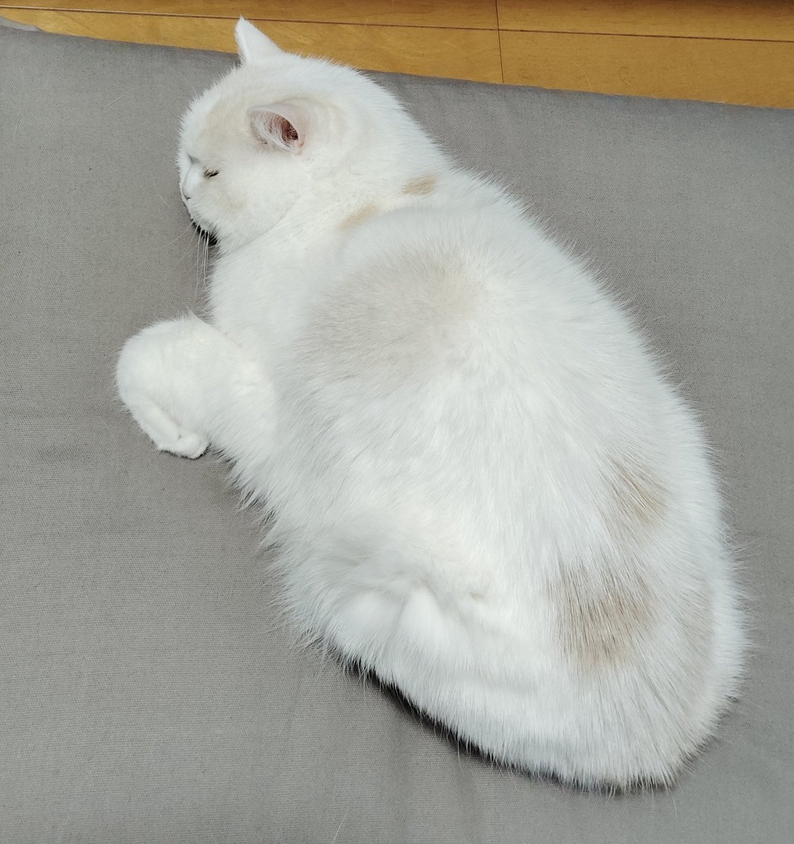 福ちゃん tweet media