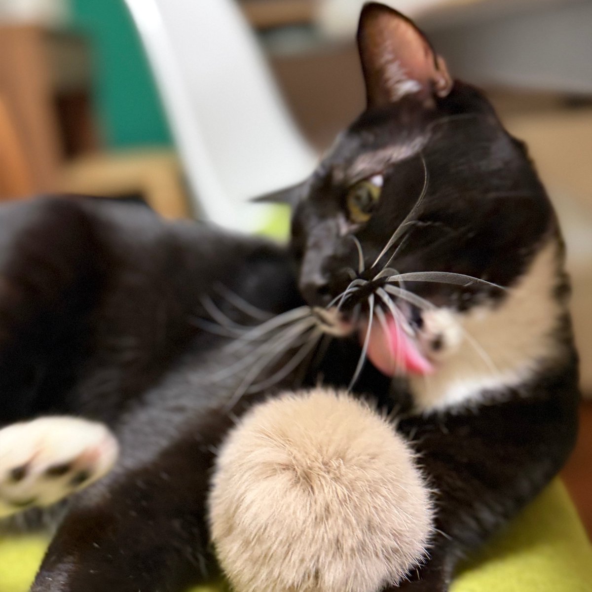 messningen's tweet photo. Good Morning.
今日の猫。Cat Today https://t.co/zAfOuYdnH8