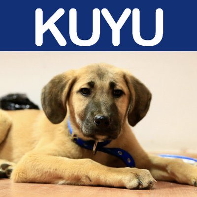 aatutsak's tweet photo. @duygusalpalyaco @garibansipsi Kuyuya düşen köpeğe Kuyu adını vermişlerdi https://t.co/eKKkujYD2G