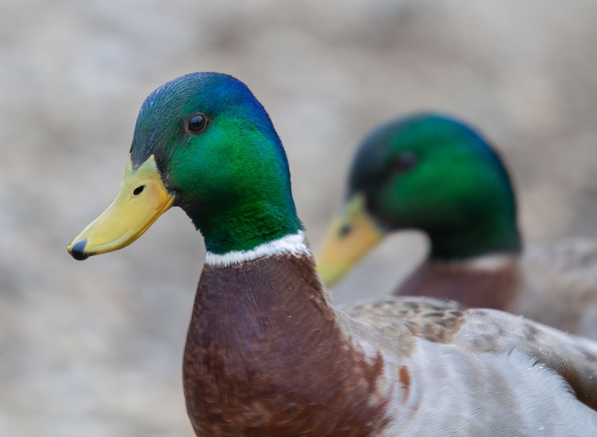 prairieguy2016's tweet image. Mallard Monday! Seeing double! A photogenic male Mallard in his colorful breeding plumage gets photobombed by his evil twin…
prairiewanderlust.etsy.com #photography #nature #birds #ducks #iowa #waterfowl