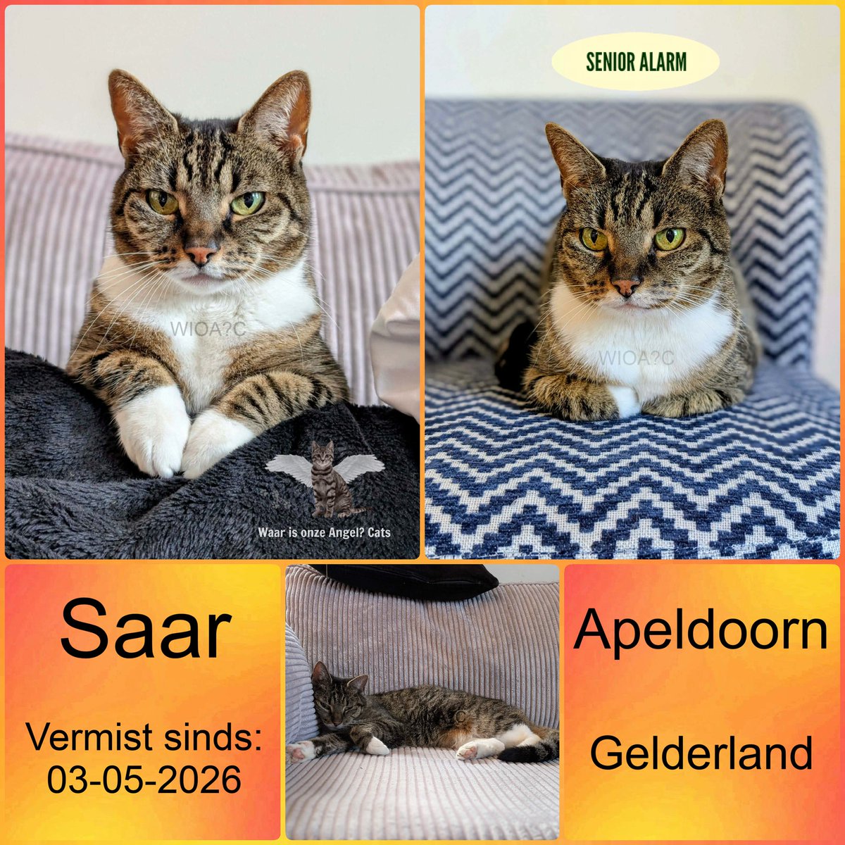 waarisonzeangel's tweet image. Saar #Vermist sinds 03-05-2026 te #Apeldoorn #Gelderland 

facebook.com/photo?fbid=126…